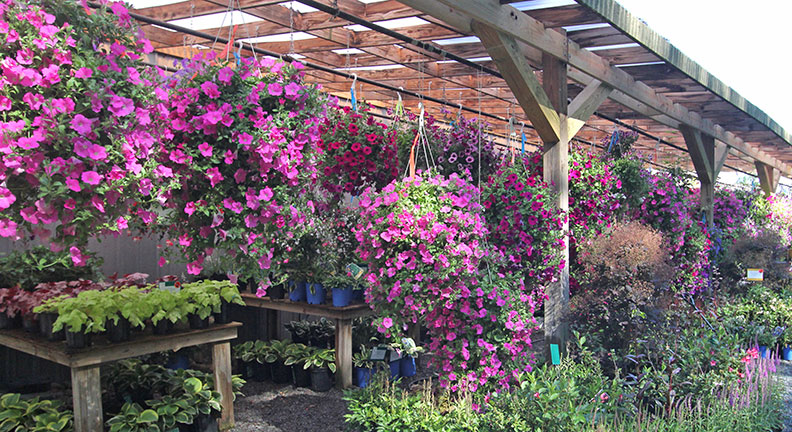 Hanging Baskets