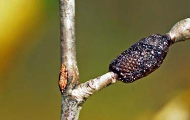 Tent Caterpillar Egg Mass