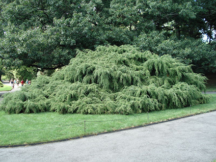 Weeping Canadian Spruce