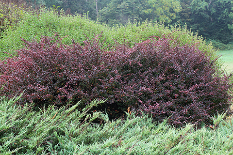 Rosey Glow Barberry