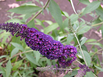 Black Night Butterfly Bush