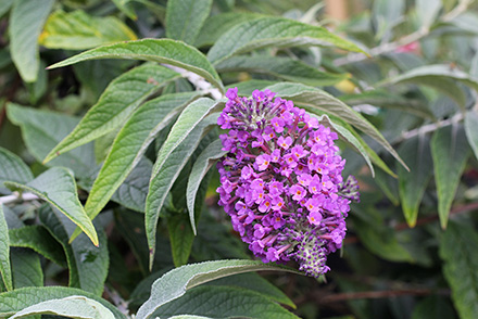 Dwarf Butterfly Bush