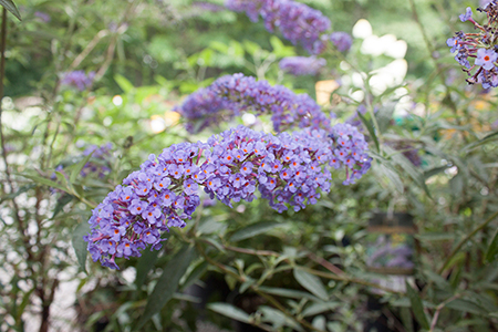 Nanho Blue Butterfly Bush
