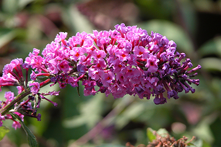 Butterfly Bush Nanho Purple