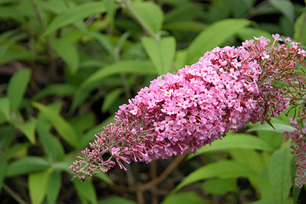 Butterfly Bush Pink Delight