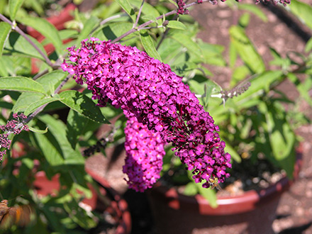 Royal Red Butterfly Bush