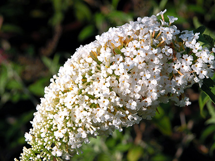 White Profusion Butterfly Bush