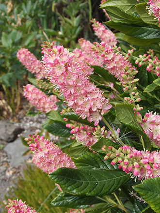 Ruby Spice Clethra