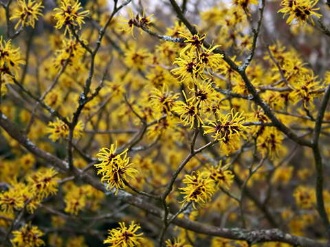 Arnold's Promise Witch Hazel flower