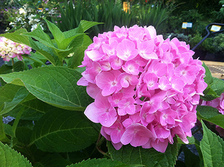 Hydrangea Forever Pink