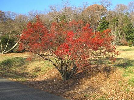 Sparkleberry Winterberry Holly