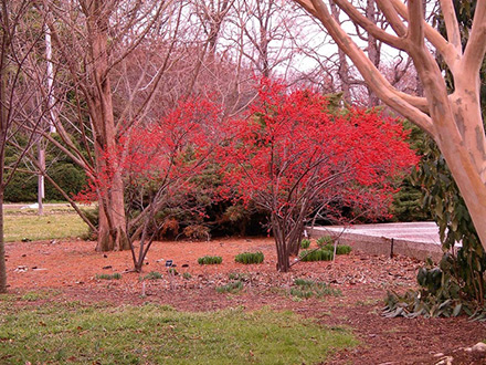 Winter Red Winteberry Holly