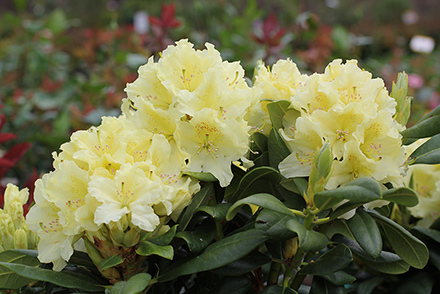 Rhododendron Capistrano