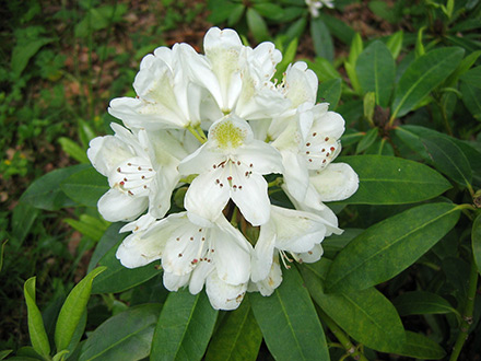 Chinoides Rhododendron