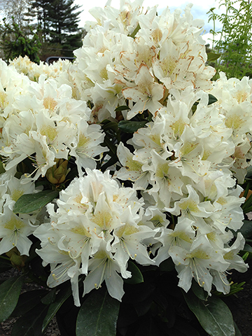 Cunninghams White Rhododendron