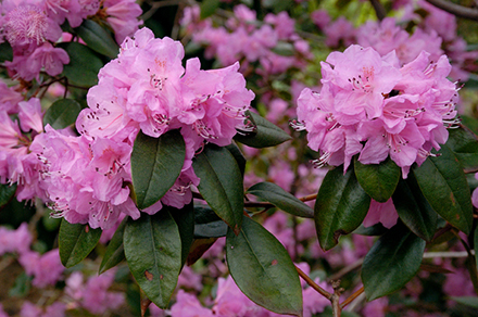 Rhododendron Olga