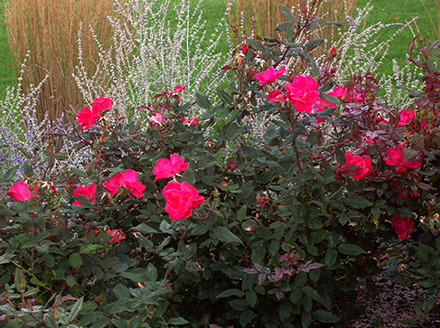 Single Red Knockout Rose