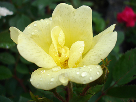Yellow Knockout Rose