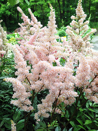 Peach Blossom Astilbe