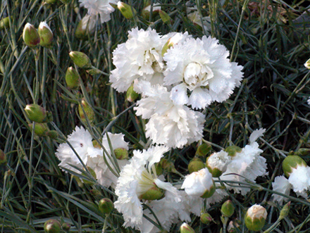 Her Majesty Dianthus
