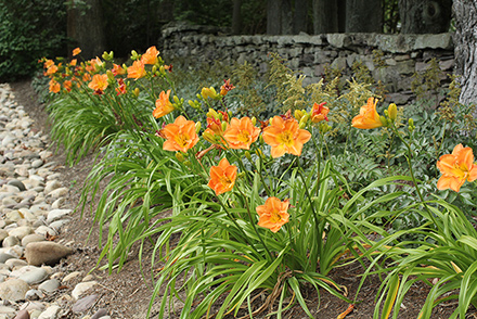 Jersey Earlybird Daylily