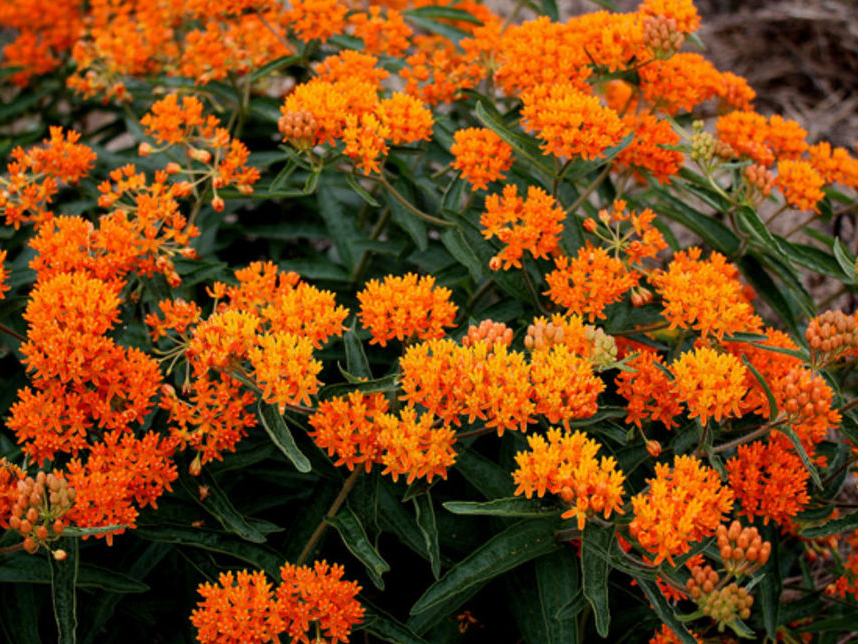 Gay Butterflies Butterfly Weed