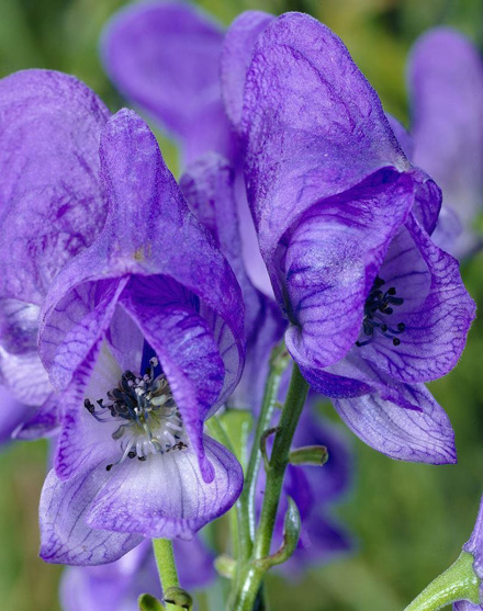 Aconitum arendsii