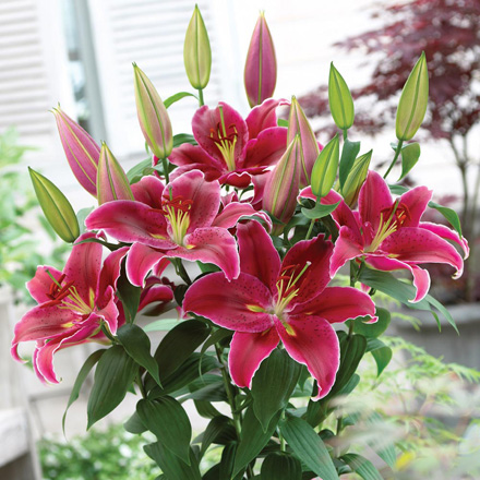 Lilium Love Story
