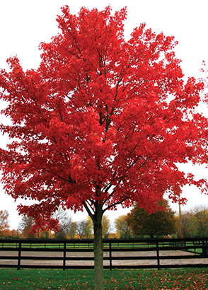 October Glory Maple