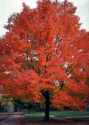 Red Sunset Maple