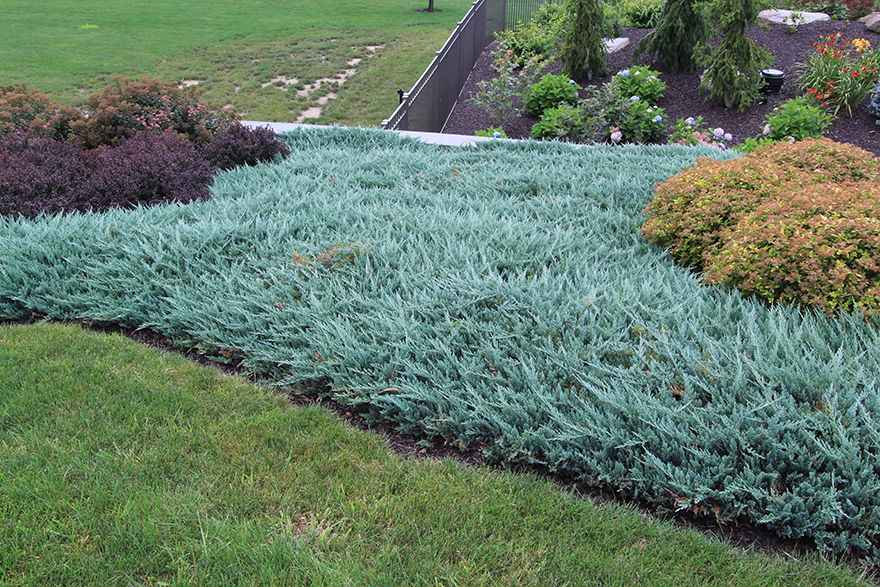 Blue Chip Juniper