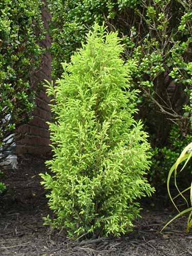 Juniper Gold Cone