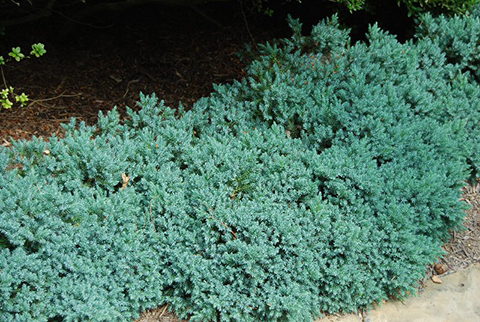 Blue Star Juniper