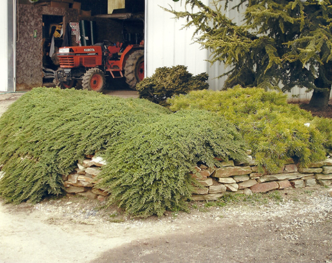 Nana Juniper