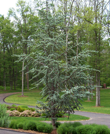 Blue Atlas Cedar