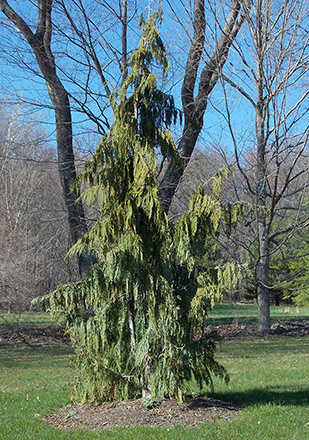 Weeping Alaskan Cedar