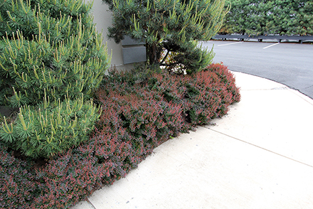 Royal Burgundy Barberry