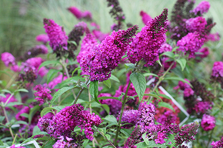 Miss Molly Butterfly Bush