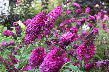 Miss Ruby Butterfly Bush