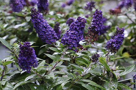 Pugste Blue Butterfly Bush