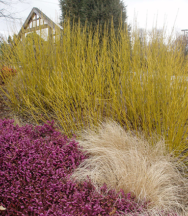 Yellow Twig Dogwood