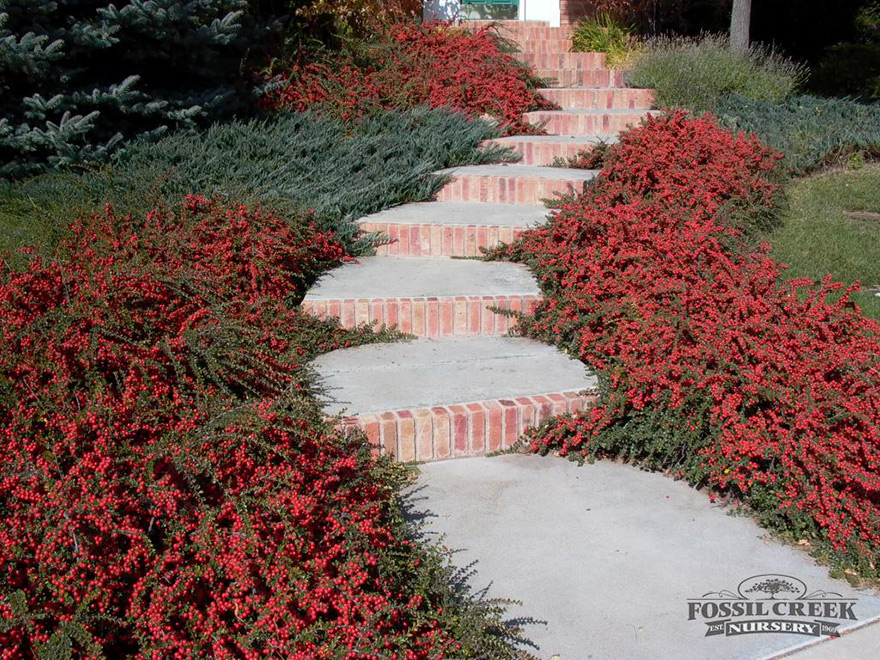 Image of Rockspray cotoneaster in a rock garden