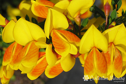 Madame Butterfly Scotch Broom