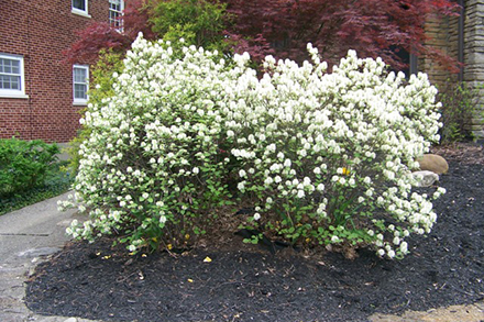 Mt. Airy Fothergilla