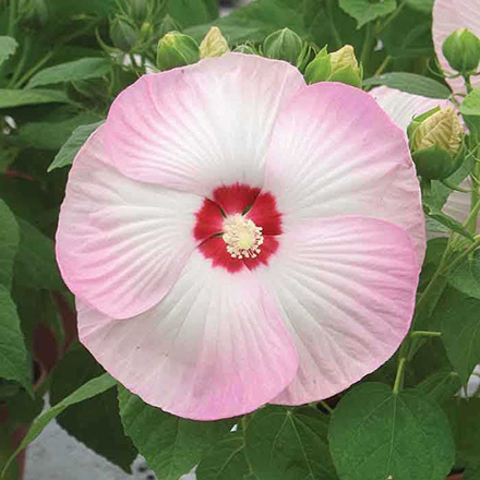 Hibiscus Disco Belle Pink