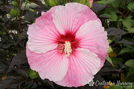 Hibiscus Starry Starry Night