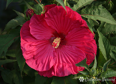 Hibiscus Summer in Paradise