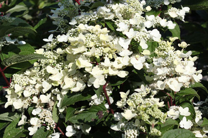 Fire & Ice Hydrangea