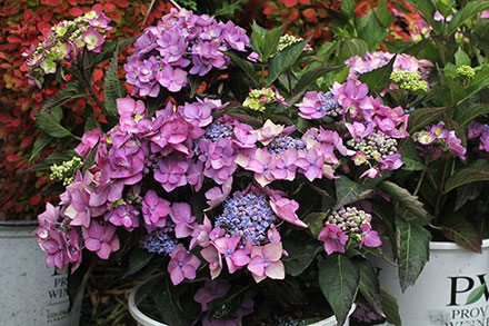 Let's Dance Hydrangea