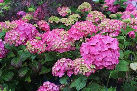 Summer Crush Hydrangea